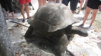 Vogel-Insel Cousin - die älteste Schildkröte der Insel