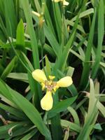 Hanoi - am Hoan Kiem See