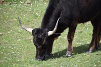 0276 Bus 1 - Manade Gilbert Arnaud