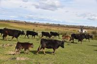 0277 Bus 1 - Manade Gilbert Arnaud