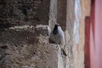 Der Wächter des Alcázar Peters des Grausamen in Sevilla