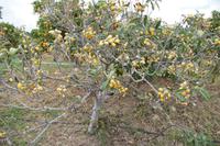 Keine Zitrusfrucht: Eine níspera oder Mispel