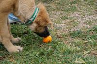 Auch Hunde mögen Zitrusfrüchte. Zumindest wenn sie auf einer Bio-Zitrus-Plantage aufwachsen