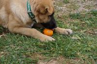 Dann bloß nichts vom Saft verloren gehen lassen
