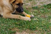 Damit man an das Fruchtfleisch kommt