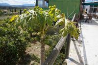 Papaya