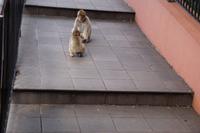 Der Kleine gibt nicht auf