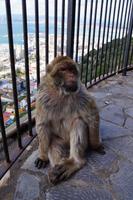 El patriarca - etwas gelangweilt