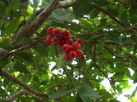 Ausflug ins Mekongdelta - rosa Äpfel