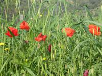 Italien, Cilento, Canniccio, Mohn