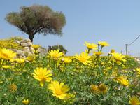 In der antiken Stadt Kourion