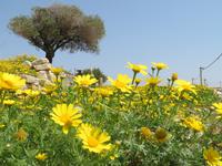 In der antiken Stadt Kourion