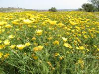 In der antiken Stadt Kourion