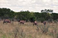 Etosha Nationalpark - Oryxe
