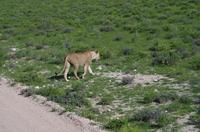 Etosha Nationalpark - Löwendame vor unserem Truck