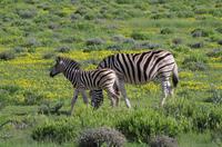 Etosha Nationalpark - Zebras auf Blümchenwiese