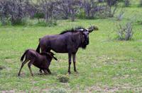 Etosha Nationalpark - Gnus