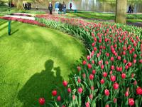 Im Keukenhof
