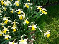 Im Keukenhof