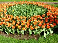 Im Keukenhof