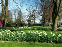 Im Keukenhof