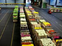 Blumenversteigerung in Aalsmeer 