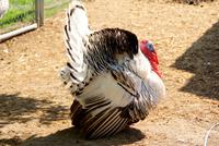 Truthahn bei Merced Fruit Barn