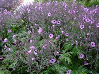 Funchal - Botanischer Garten,Storchenschnabel