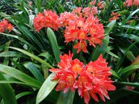 Funchal - Botanischer Garten, Clira