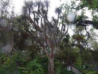 Funchal - Botanischer Garten, Drachenbaum