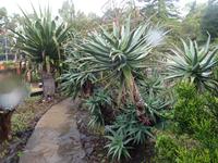 Funchal - Botanischer Garten