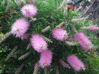 Funchal - Botanischer Garten, Flaschenputzer