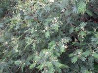 Levada Wanderung, Akazie