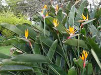 Quinta do Palheiro (Blandys Garten) in Funchal, Strelizien