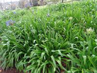 Quinta do Palheiro (Blandys Garten) in Funchal, Agapanthus