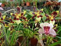 Quinta Boa Vista - Orchideengarten, 