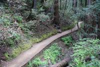 Wanderung im Muir Woods Nationalpark