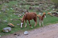 Kirgisistan - Pferde in der Jeti-Oguz-Schlucht
