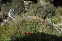 Blumenpracht, Tajo de Ronda