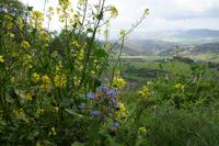 Blumenpracht, Tajo de Ronda