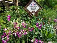 Im Orchideengarten in Singapur