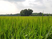 Exkurs ins Reisfeld