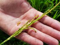 Exkurs ins Reisfeld