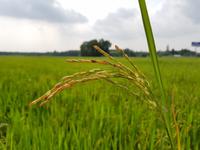 Exkurs ins Reisfeld