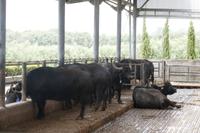 Vanullo - Büfelfarm