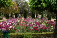 Blütenpracht, Alcázar de Córdoba