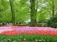 Tulpen Keukenhof