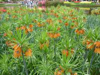 Keukenhof