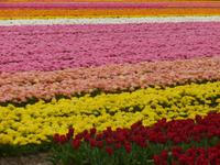 Tulpenfelder am Keukenhof