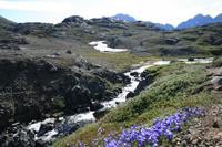 Wanderung im Blumental in Tasiilaq
